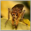 Scatophaga stercoraria - Gelbe Dungfliege 01.jpg